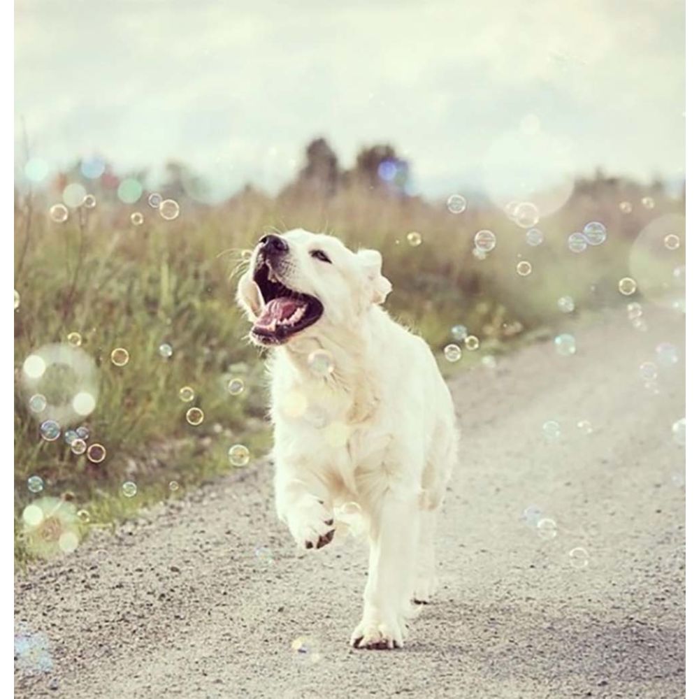 Pet Meaty Bubbles