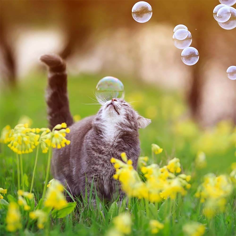 Pet Meaty Bubbles