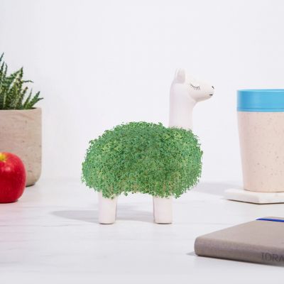 Llama Chia Pet